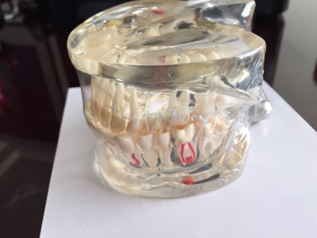 Mô hình răng màu trắng - Vật Tư Nha Khoa Thiên Nam - Công Ty TNHH Vật Tư Nha Khoa Thiên Nam